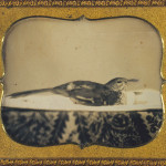 Bird in Basin with Thread Spool, ca. 1855