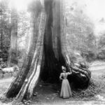 Woman in front of great cedar tree, 1897